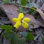 Goodenia hederacea Çiçek