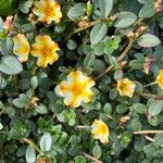 Portulaca umbraticolaFlor