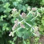 Mentha × villosa Flor