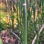 Equisetum hyemale Folla