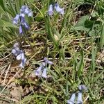 Brimeura amethystina Flor