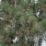 Pinus nigraЛист