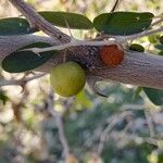 Ziziphus lotus Fruto
