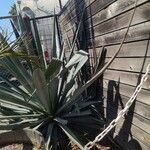 Agave sisalana Fulla