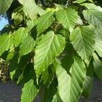 Acer capillipes List