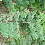 Caesalpinia decapetala Frunză