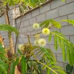 Acacia angustissima Hoja