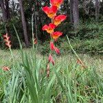 Gladiolus dalenii Floare