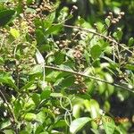 Forsteronia guyanensis Yeri