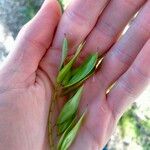 Fraxinus angustifolia برگ