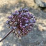 Allium polyanthum Květ