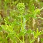 Grindelia squarrosa Foglia