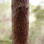 Erythroxylum laurifolium Bark