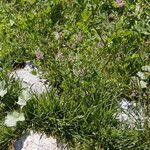 Agrostis stolonifera Συνήθη χαρακτηριστικά