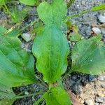 Plantago rugelii Folha