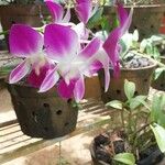 Dendrobium victoriae-reginaeLorea