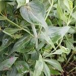 Centranthus ruber Leaf