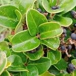 Ligustrum japonicum 葉