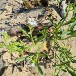 Cakile maritima 葉