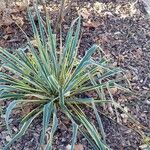 Yucca flaccida পাতা