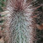Cleistocactus hyalacanthus Inny
