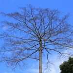 Terminalia superba Hábito