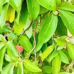 Cornus capitata Folha