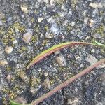 Epilobium brachycarpum Frukto