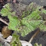 Alcea biennis Leaf