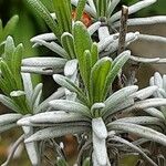 Lavandula latifolia Листок