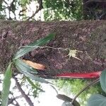 Aeranthes arachnites Habit
