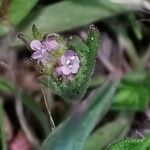 Valerianella discoidea Fiore