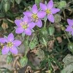 Spergularia rupicola Flower