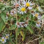 Symphyotrichum puniceum Flower