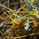 Cuscuta indecora 花