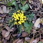 Morisia monanthos Hábito