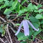 Clematis alpina Blomma