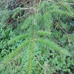 Picea rubens Folha