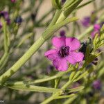 Penstemon thurberi