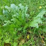 Taraxacum clemens Hoja