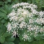 Peucedanum ostruthium Flower