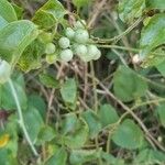 Smilax glauca ഫലം