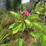 Plumeria rubraFlower