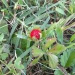 Potentilla indicaПлод