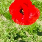 Papaver rhoeas Flower