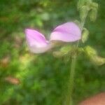 Desmodium uncinatum Flower