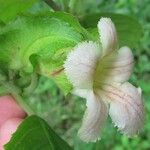 Drymonia serrulata Fleur