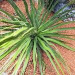 Agave filifera Leaf