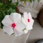 Catharanthus coriaceus 花