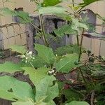 Solanum torvum برگ